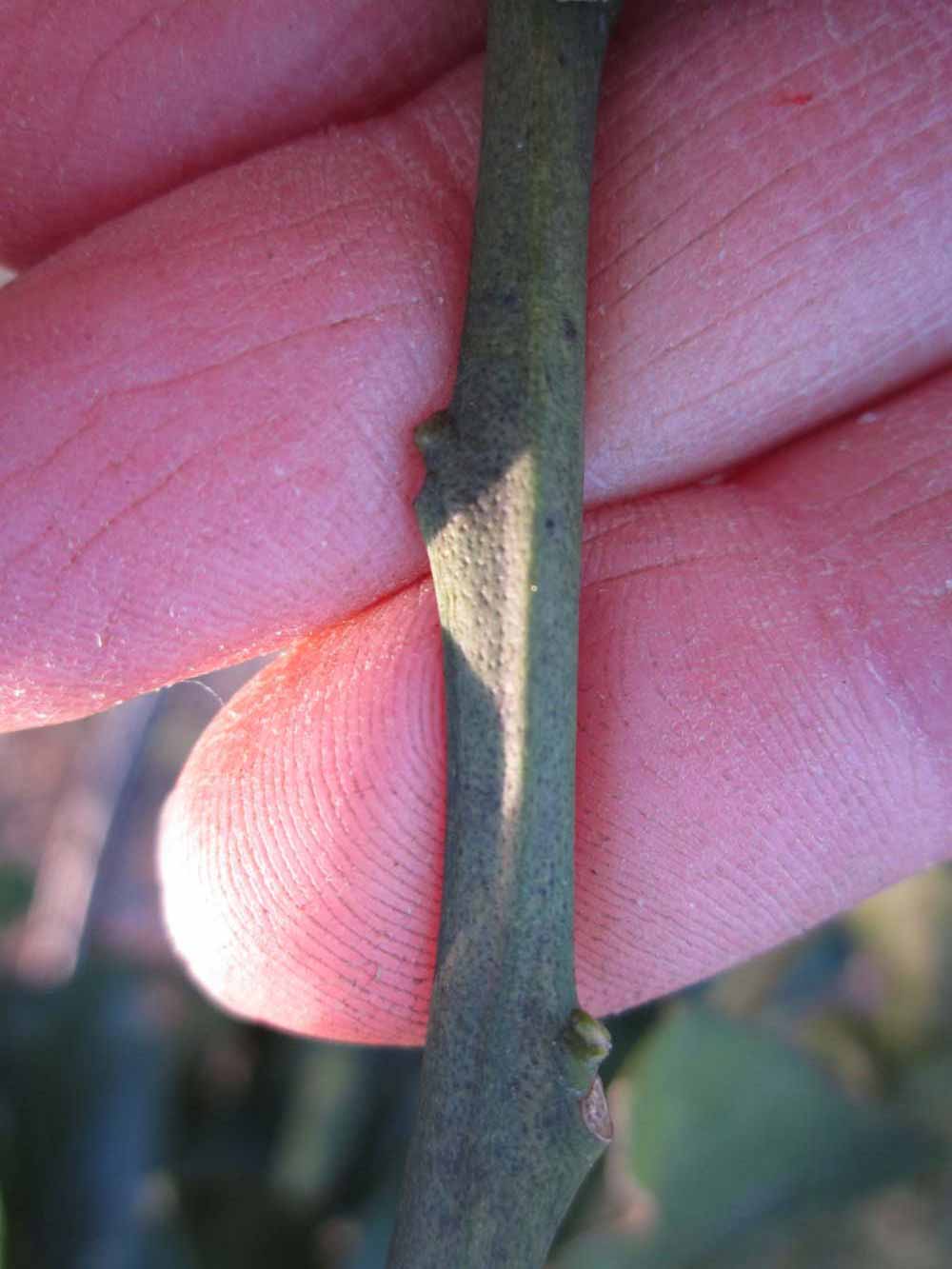              First year twig (Winter Haven, FL)       